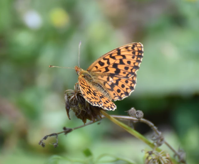 Boloria dia - kis gyöngyházlepke