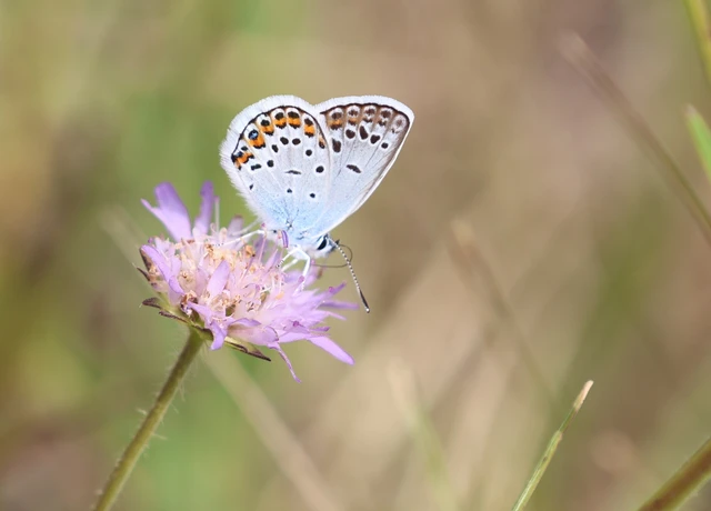 Plebejus argus - ezüstös boglárka