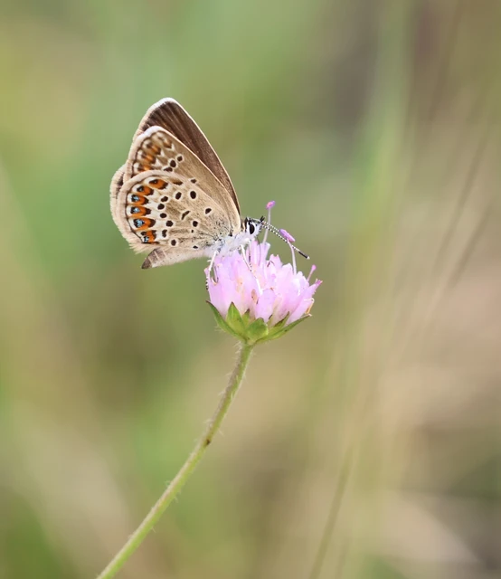 Plebejus argus - ezüstös boglárka