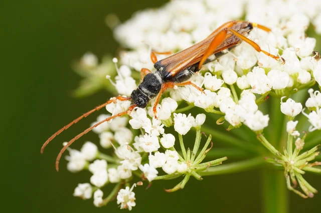 Stenopterus flavicornis - sárgacsápú keskenyfedőscincér