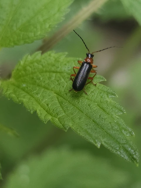 Cantharis flavilabris