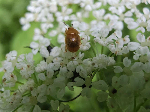 Cychramus luteus - sárga fénybogár Cychramus luteus - sárga fénybogár