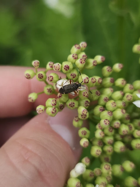 Closterotomus biclavatus - aranyszőrű mezeipoloska