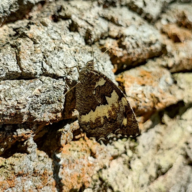 Brintesia circe - fehéröves szemeslepke