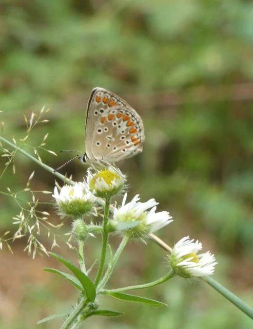 Aricia agestis - szerecsenboglárka