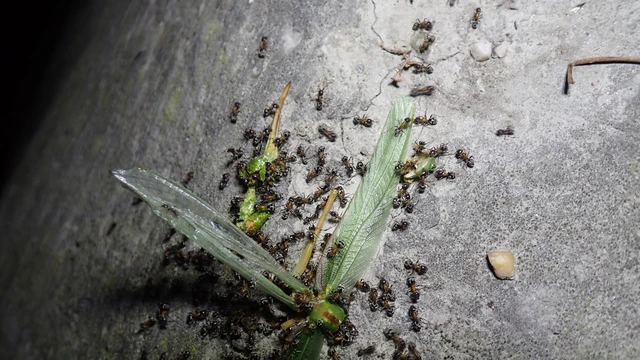 Tettigonia viridissima - zöld lombszöcske Tettigonia viridissima - zöld lombszöcske
