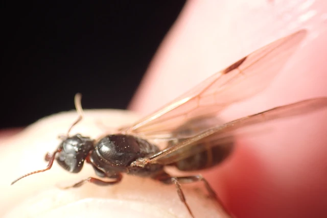 Liometopum microcephalum - tölgyfahangya