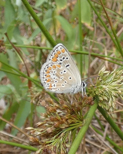 Aricia agestis - szerecsenboglárka