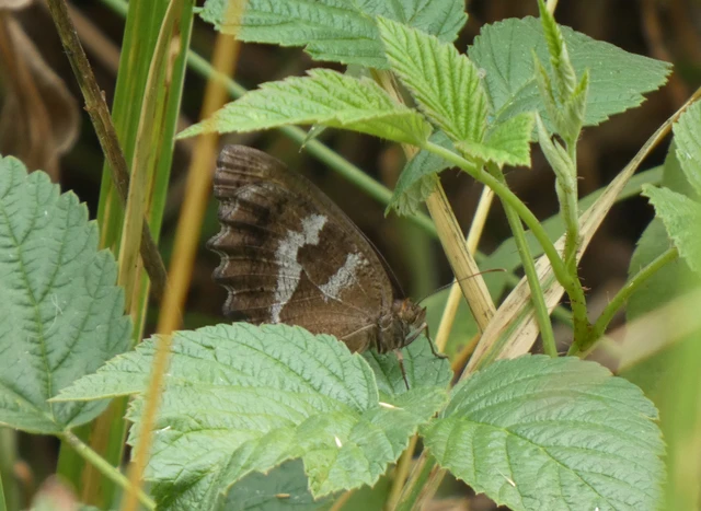 Minois dryas - fekete szemeslepke