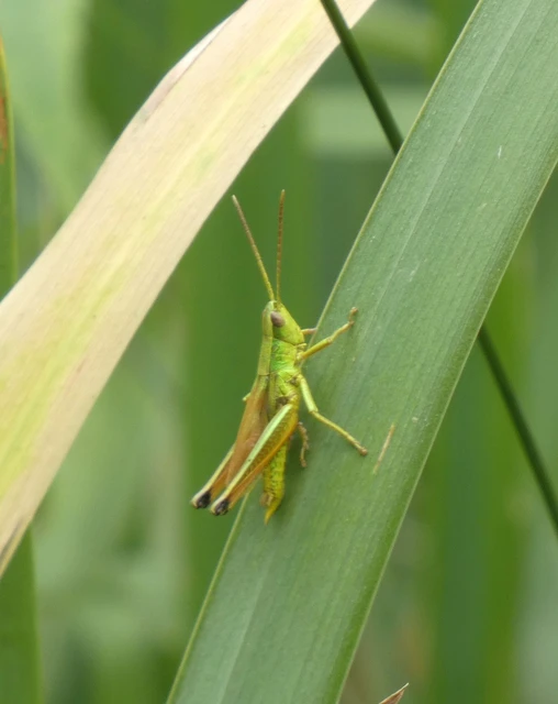 Chrysochraon dispar - aranyos sáska