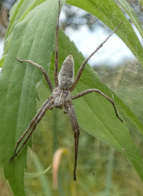 Pisaura mirabilis - csodáspók Pisaura mirabilis - csodáspók
