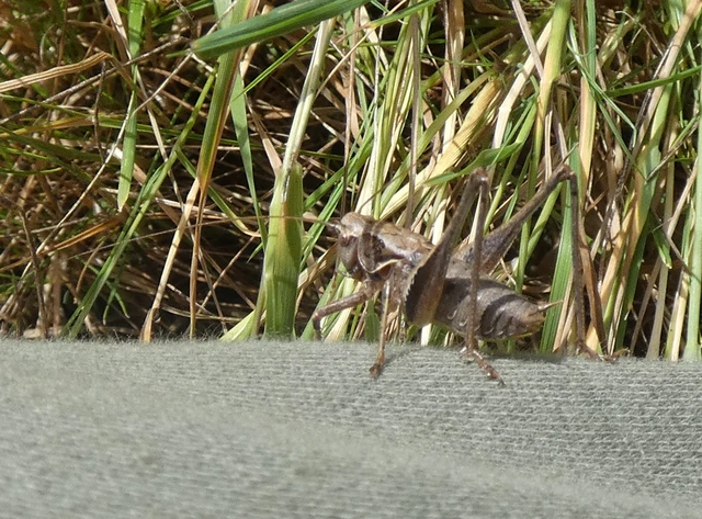 Pholidoptera griseoaptera - szürke avarszöcske Pholidoptera griseoaptera - szürke avarszöcske