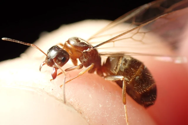 Lasius emarginatus - vöröstorú feketehangya
