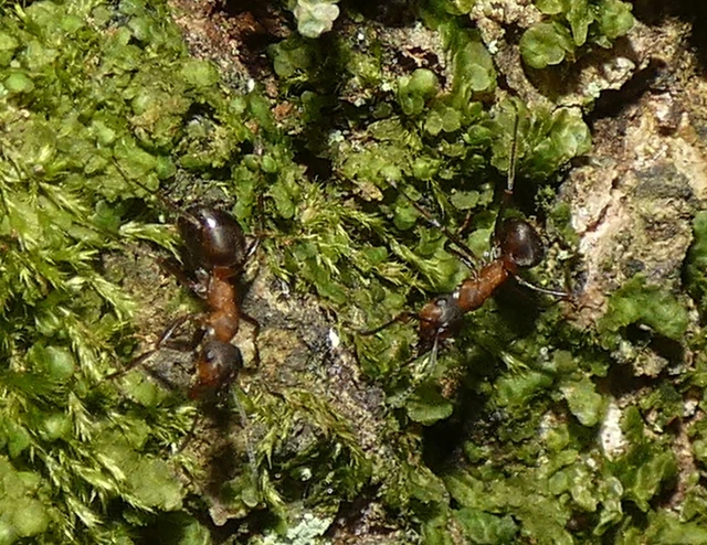 Formica