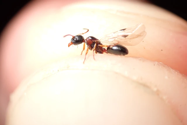 Dolichoderus quadripunctatus - négypettyes erdeihangya