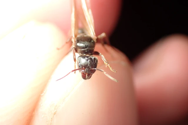 Liometopum microcephalum - tölgyfahangya
