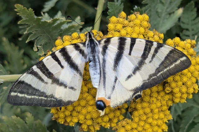 Iphiclides podalirius - kardoslepke