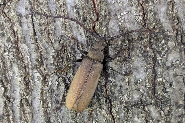 Aegosoma scabricorne - diófacincér