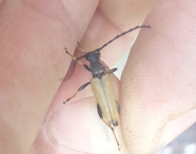 Stictoleptura rubra - vörös virágcincér