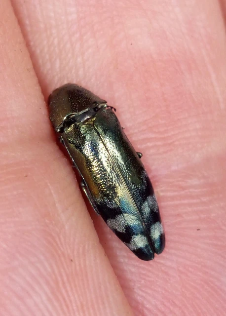 Coraebus fasciatus - szalagos díszbogár Coraebus fasciatus - szalagos díszbogár