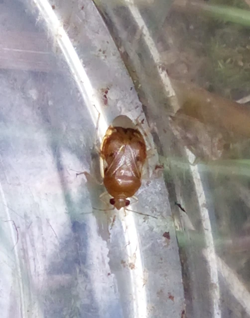 Deraeocoris lutescens - sárgás mezeipoloska Deraeocoris lutescens - sárgás mezeipoloska