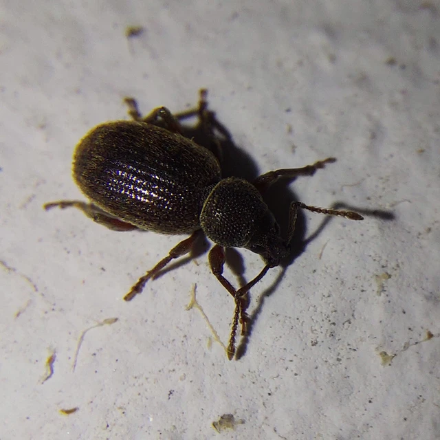 Otiorhynchus brunneus - barna gyalogormányos