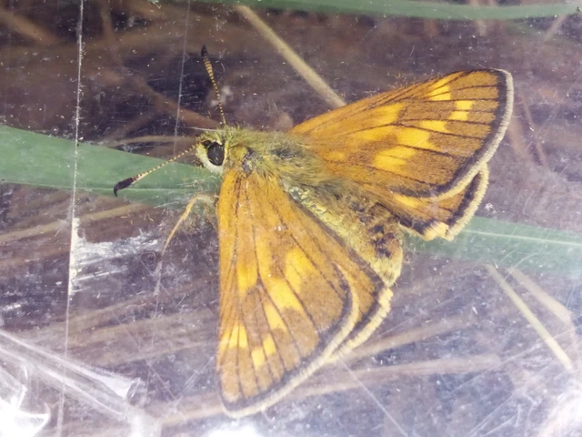 Ochlodes sylvanus - erdei busalepke
