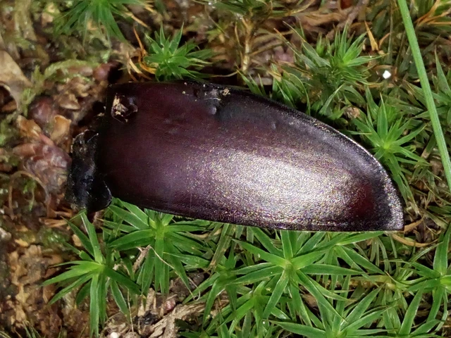 Lucanus cervus - nagy szarvasbogár