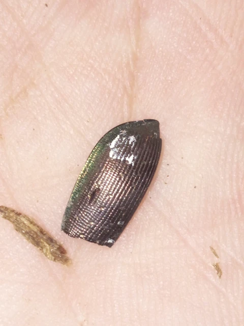 Calosoma inquisitor - kis bábrabló
