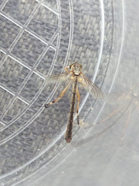Diptera - Kétszárnyúak