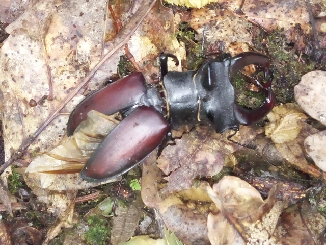 Lucanus cervus - nagy szarvasbogár