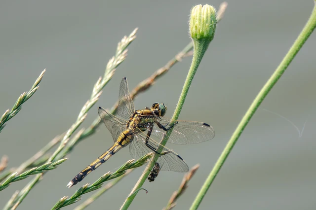 Orthetrum albistylum - fehérfarkú pásztorszitakötő