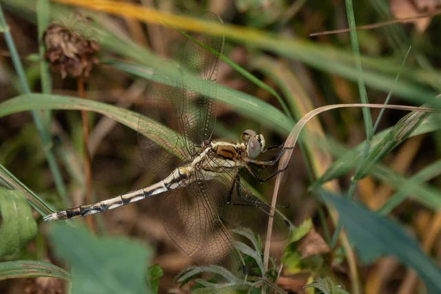 Orthetrum albistylum - fehérfarkú pásztorszitakötő