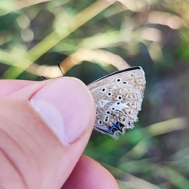 Polyommatus daphnis - csipkés boglárka