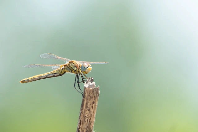Sympetrum fonscolombii - vándor katona-szitakötő
