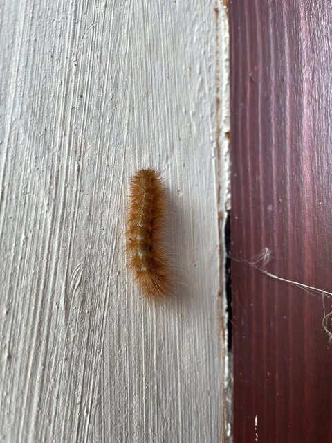 Diaphora mendica - felemás medvelepke