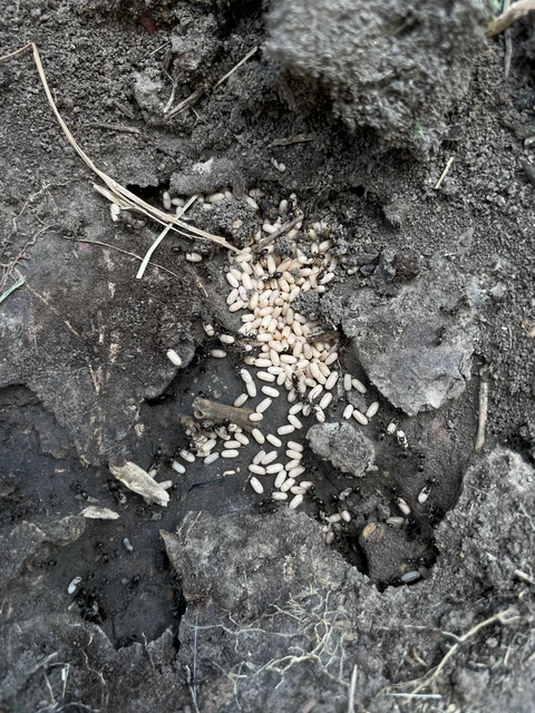 Lasius
