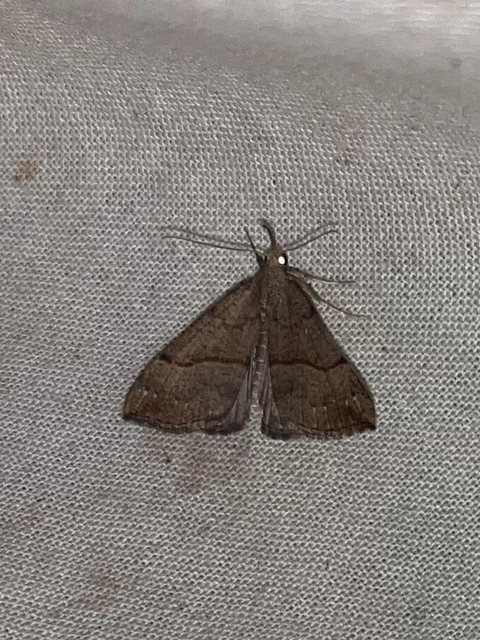 Hypena proboscidalis - ormányos karcsúbagoly