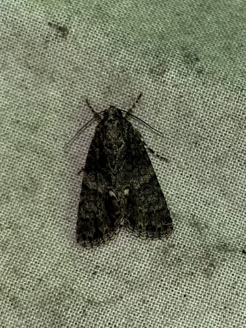 Acronicta rumicis - sóska-szigonyosbagoly Acronicta rumicis - sóska-szigonyosbagoly