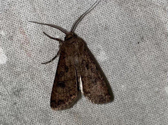 Agrotis segetum - vetési földibagoly