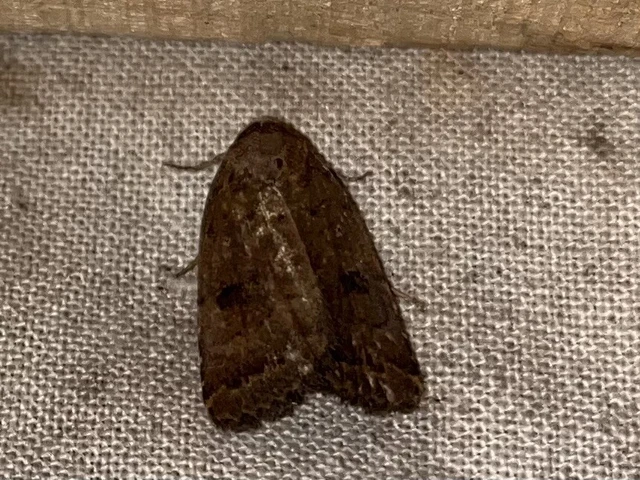 Athetis gluteosa - nyugtalan lápibagoly