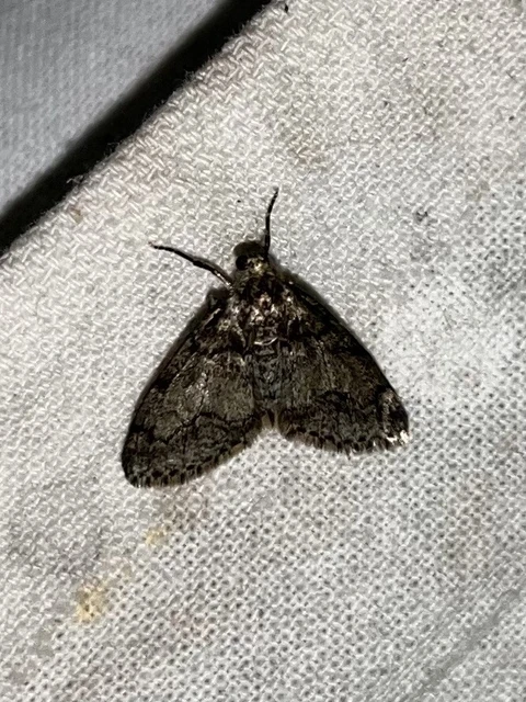 Tephronia sepiaria/Eumannia lepraria