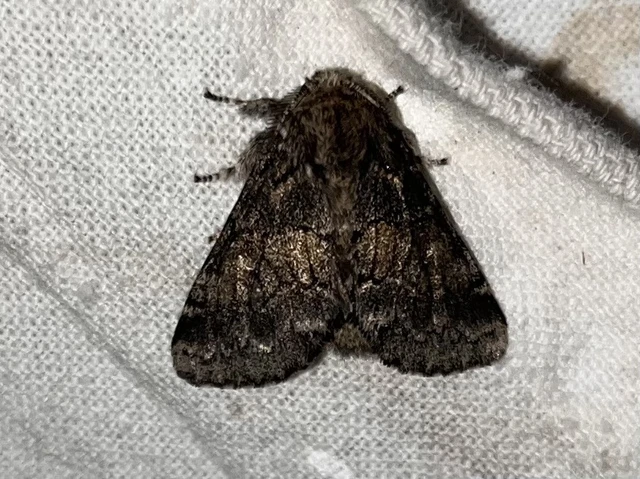 Gluphisia crenata - kormos púposszövő