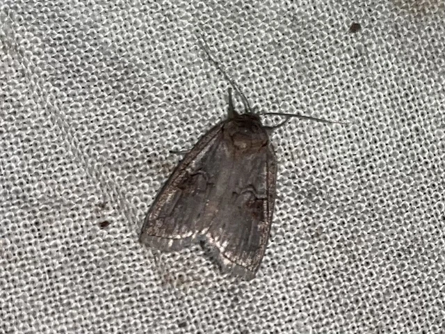 Nycteola asiatica - nyárfa-trapézbagoly