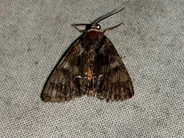 Polyphaenis sericata - selyemfényű erdeibagoly
