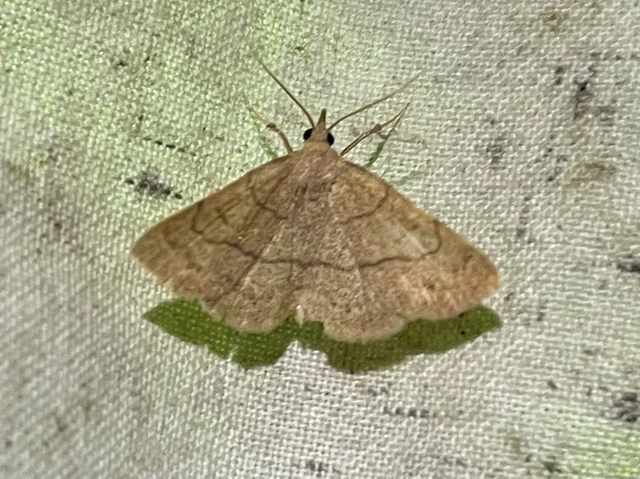 Paracolax tristalis - sárgás karcsúbagoly