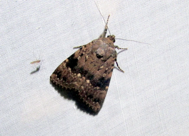 Amphipyra berbera/pyramidea