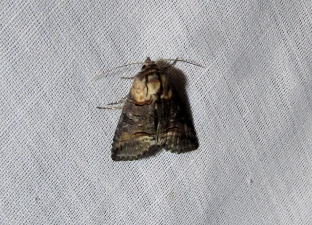 Abrostola