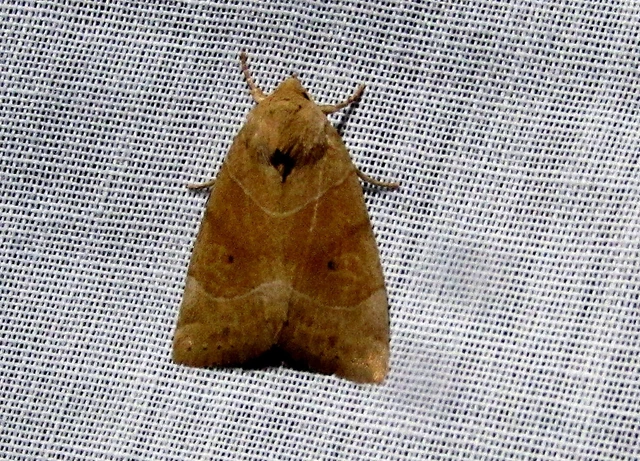Cosmia trapezina - közönséges lombbagoly