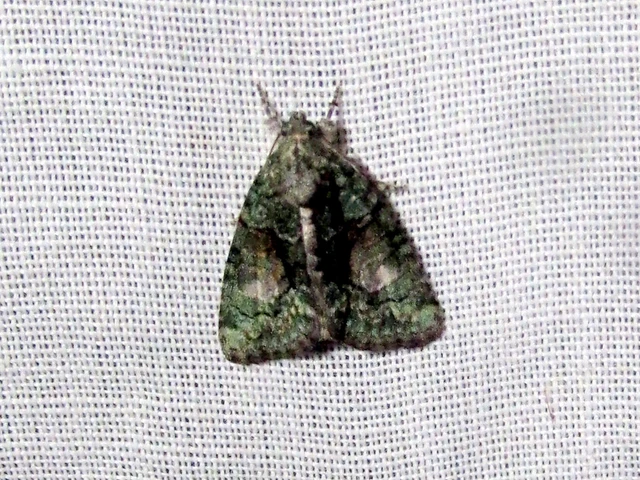 Cryphia algae - sárgászöld zuzmóbagoly